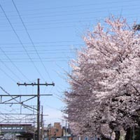 sakura.jpg 200200 20K